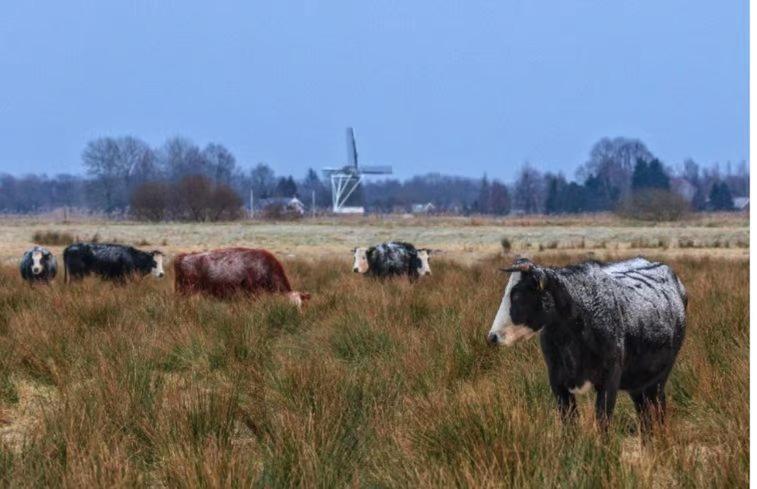 Sari Villa Steendam Buitenkant foto
